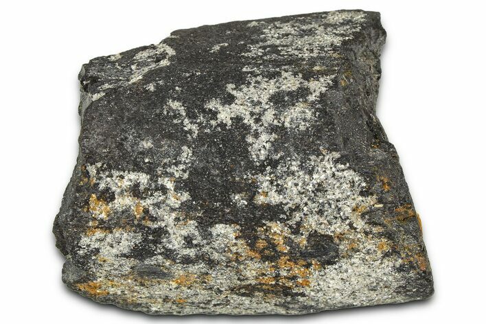 Ornithischian Dinosaur (Camptosaurus) Fibula Section - Wyoming #378317